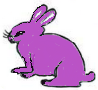 16.Purple Rabbit