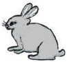 18.Silver Rabbit