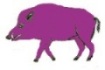 Purple-Boar-1