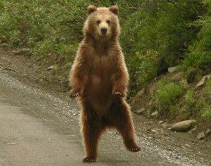 dancing_bear_by_lanimilbusx