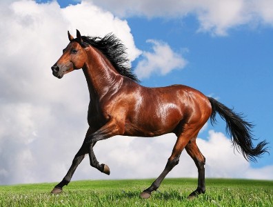 Horse-Wallpapers-1024x576
